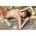 Fleshlight Janice Griffith Eden