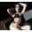 Fleshlight Emily Willis Squirt